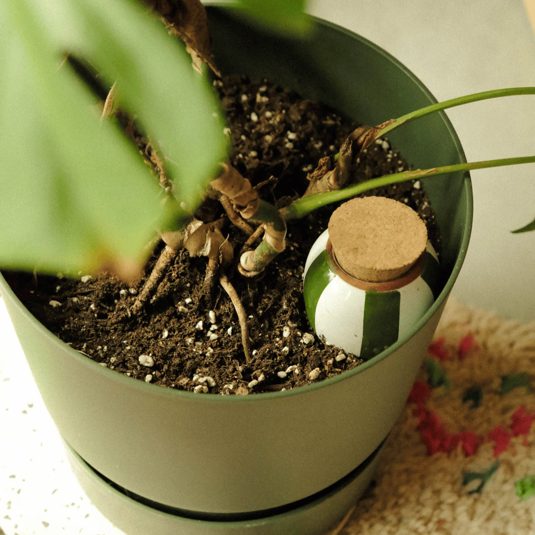 Mini Pepin Green Striped Olla with Cork Lid