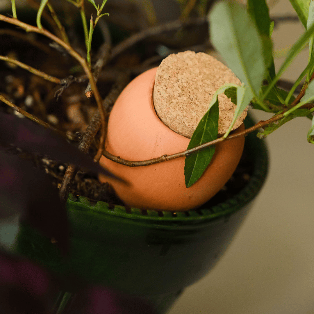 Mini Terracotta Olla Watering Spike in Plant Pot