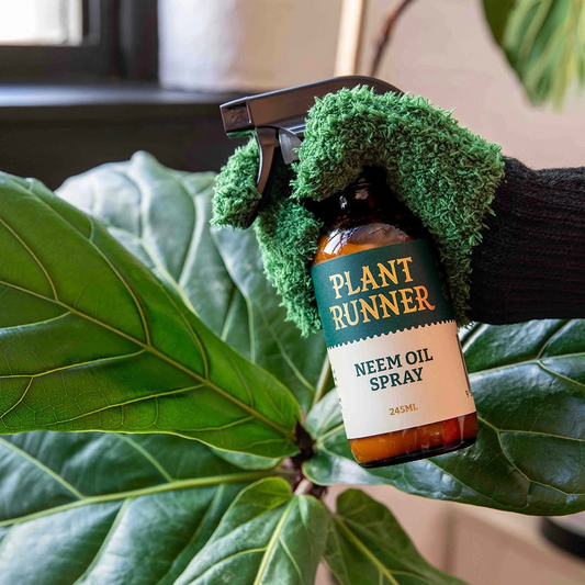 Person holding a 'Plant Runner' neem oil spray bottle wearing 'Botanopia' Leaf Love Gloves.