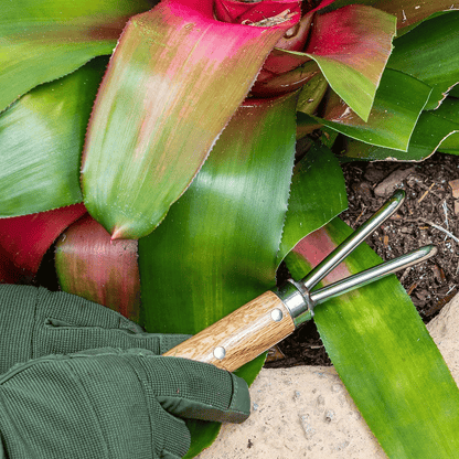 Cultivating soil with Nisaku 956 Root Scraper