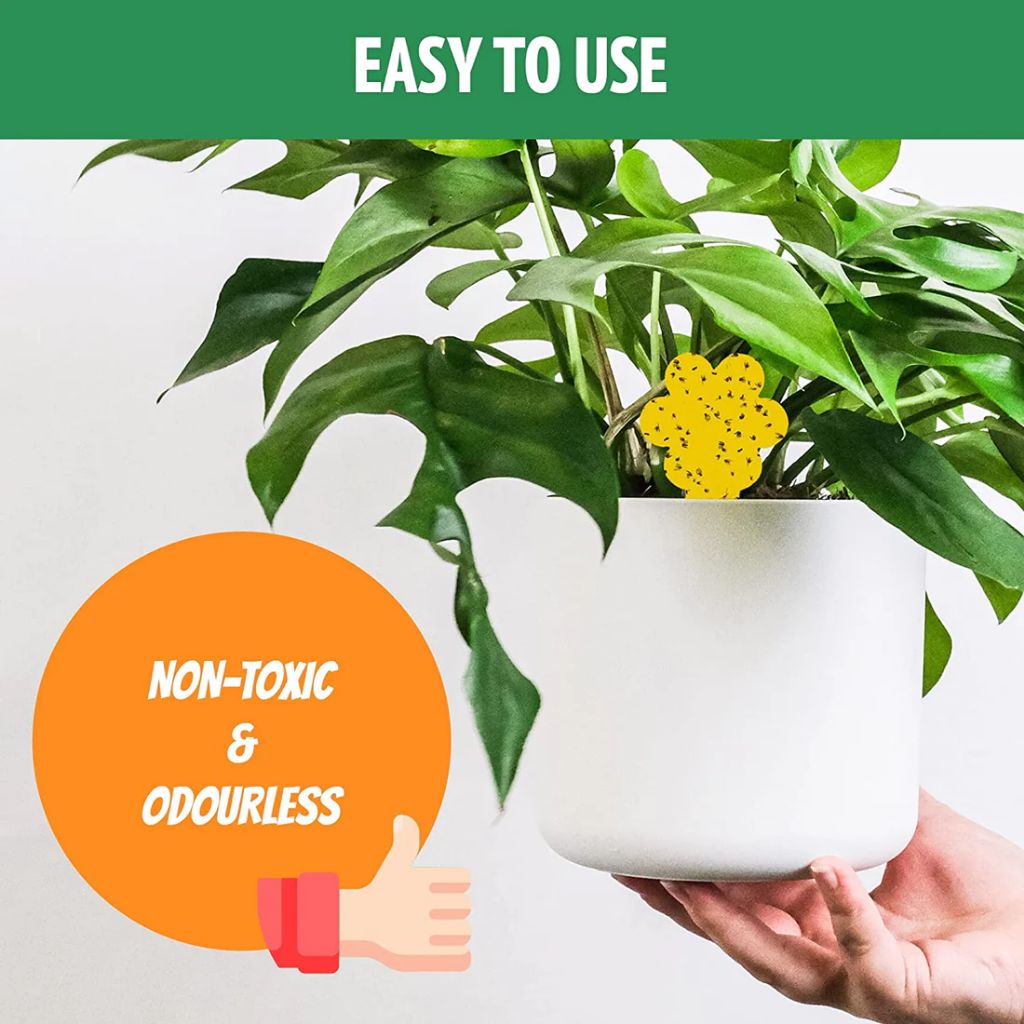 Non-Toxic & Odourless Fungus Gnat Traps