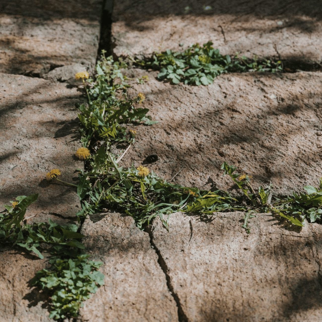 Patio Weeds Removal Tool