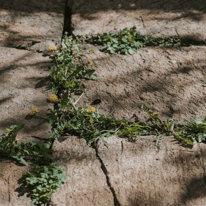 Patio Weeds Removal Tool