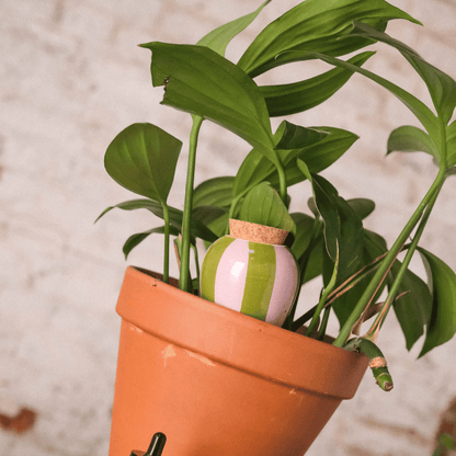 Pepin Green & Lilac Striped Olla in Plant Pot