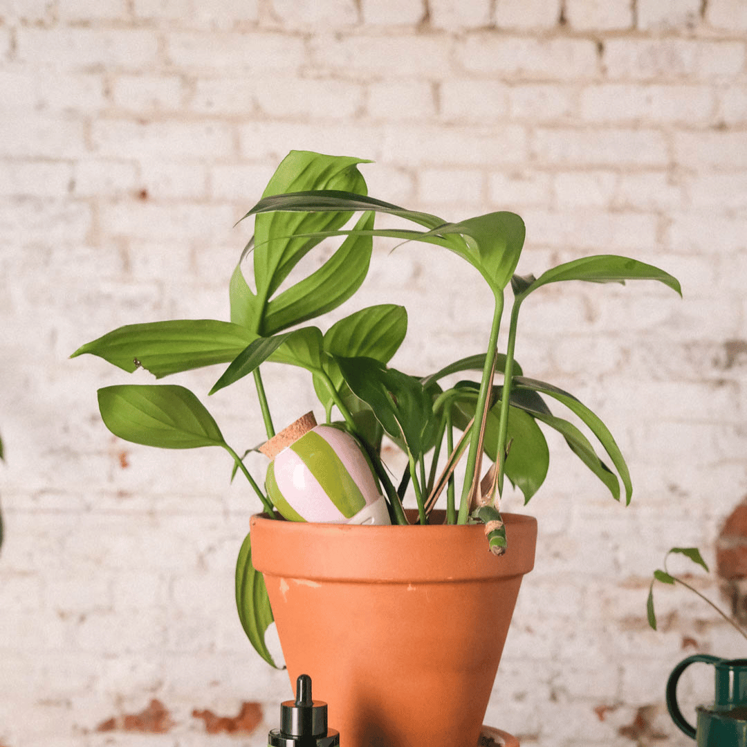 Pepin Green & Lilac Watering Olla