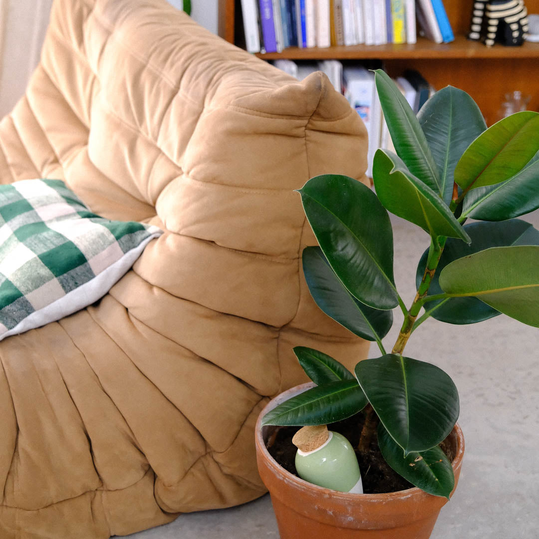 Pepin Green Olla in Rubber Plant