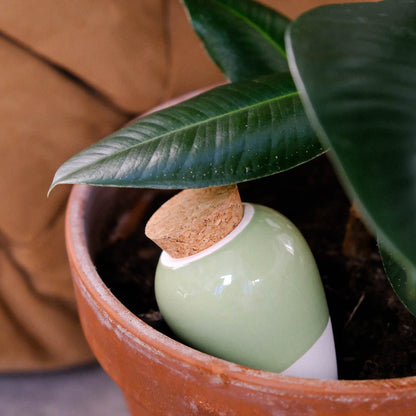Pepin Green Olla in Plant Pot
