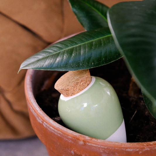 Pepin Green Olla in Plant Pot