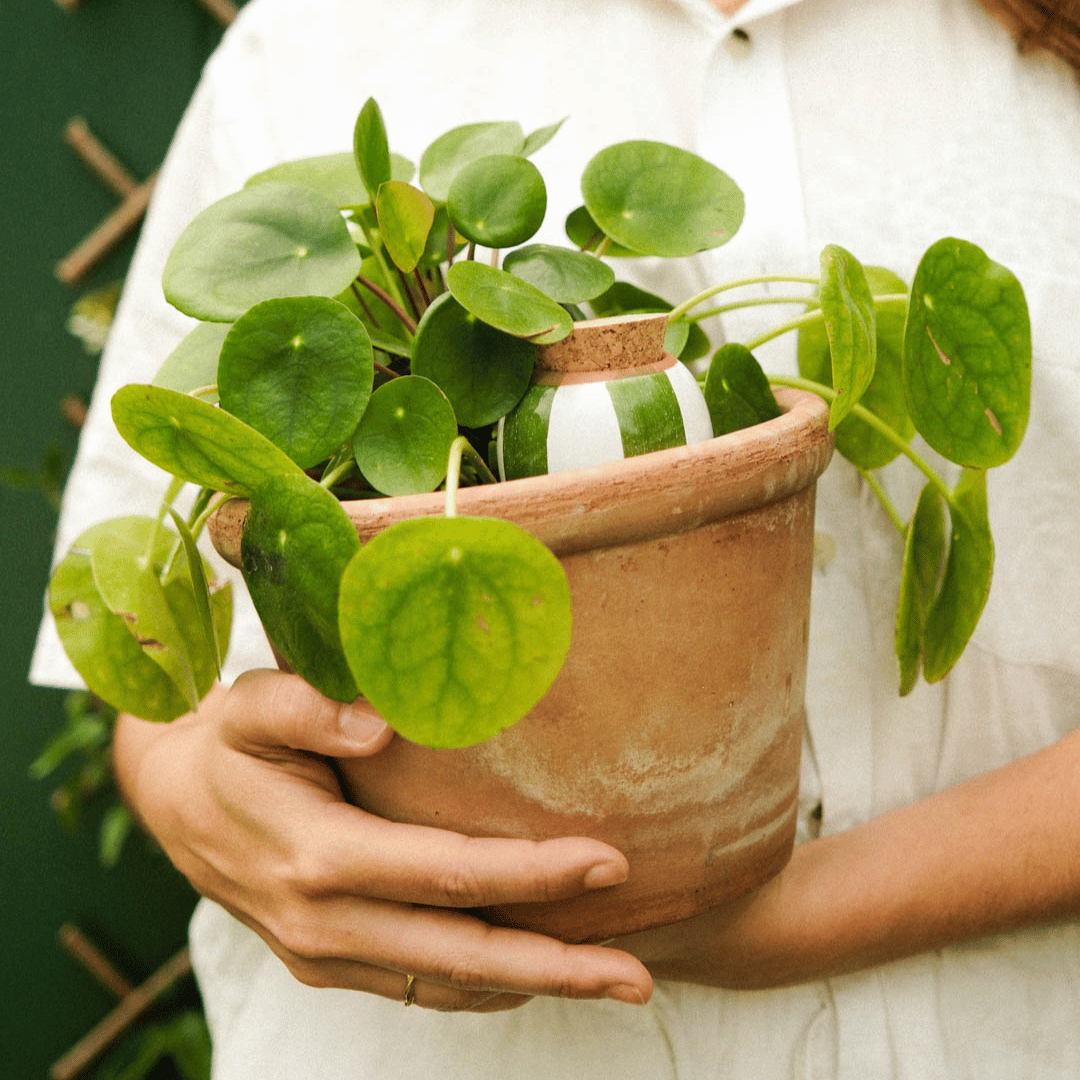 Pepin Green Striped Mini Olla Money Plant