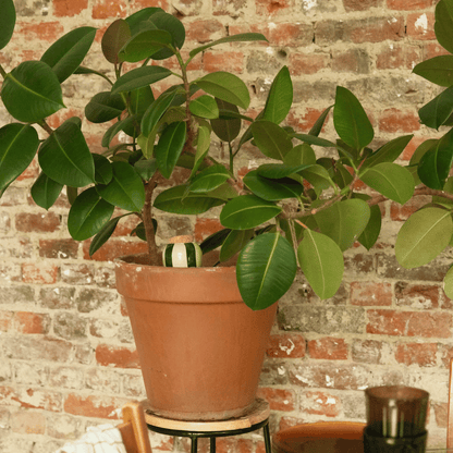 Pepin Green Striped Olla Watering Spike in Terracotta Plant Pot