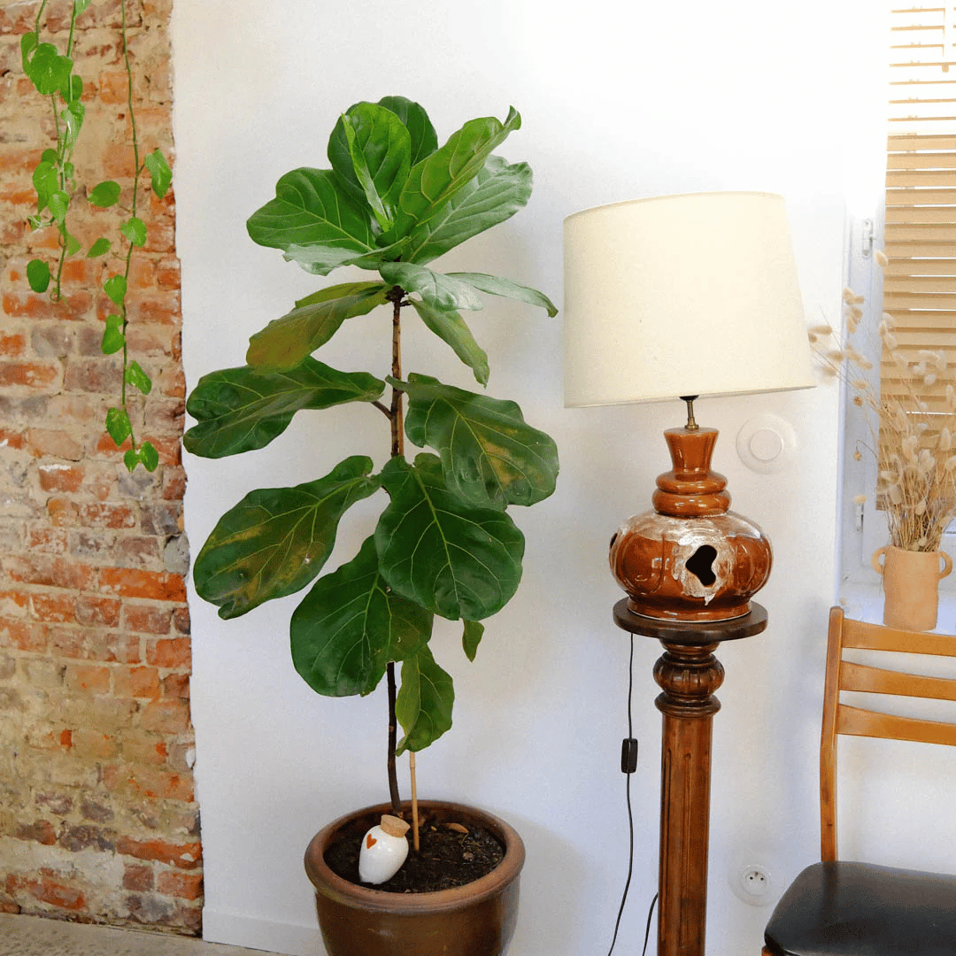 Pepin Heart Olla in Fiddle-Leaf Fig