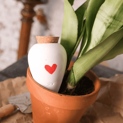 Pepin Heart Olla in Pot