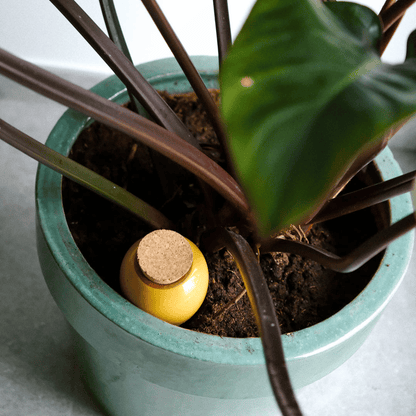 Pepin Olla in Plant Pot, Mustard Yellow