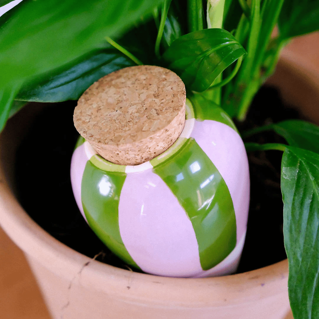Pepin Green & Lilac Striped Olla in Plant Pot