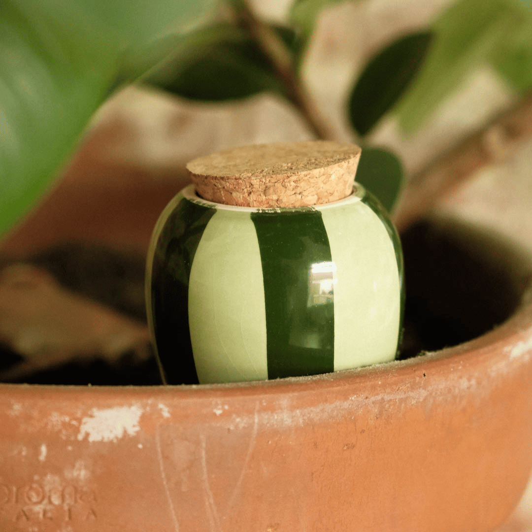 Pepin Green Striped Olla in Plant Pot