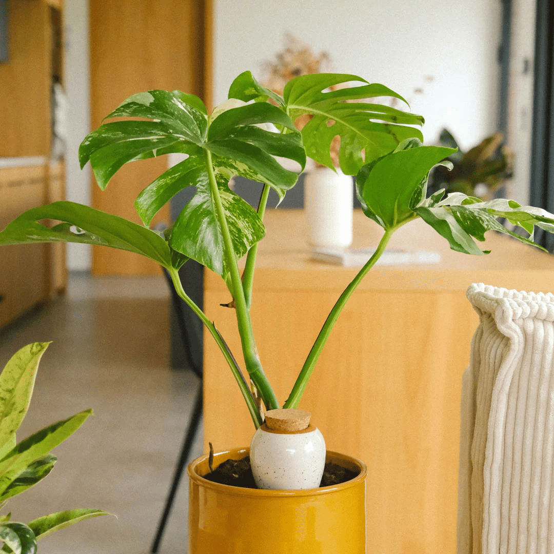 Pepin White Speckled Olla in Monstera Plant