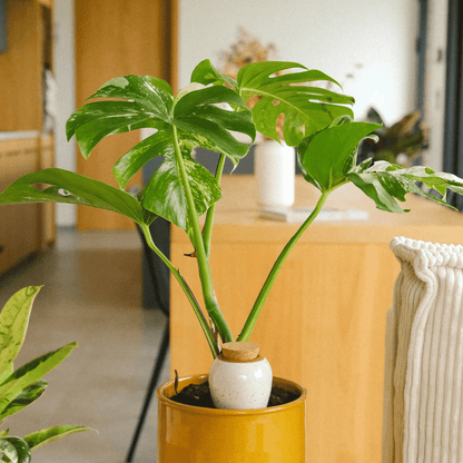 Pepin White Speckled Olla in Monstera Plant