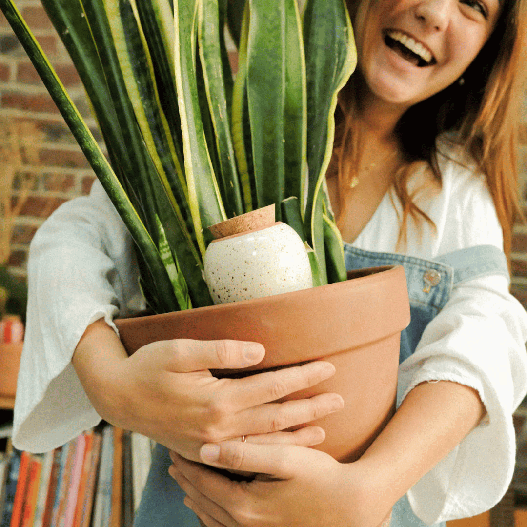 White Speckled Pepin Olla in Snake Plant