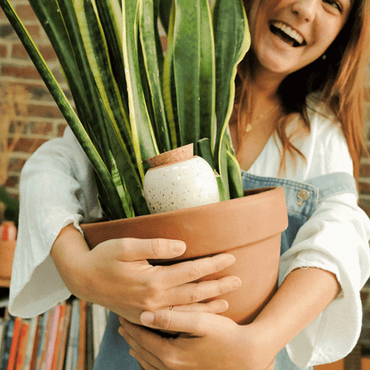 White Speckled Pepin Olla in Snake Plant