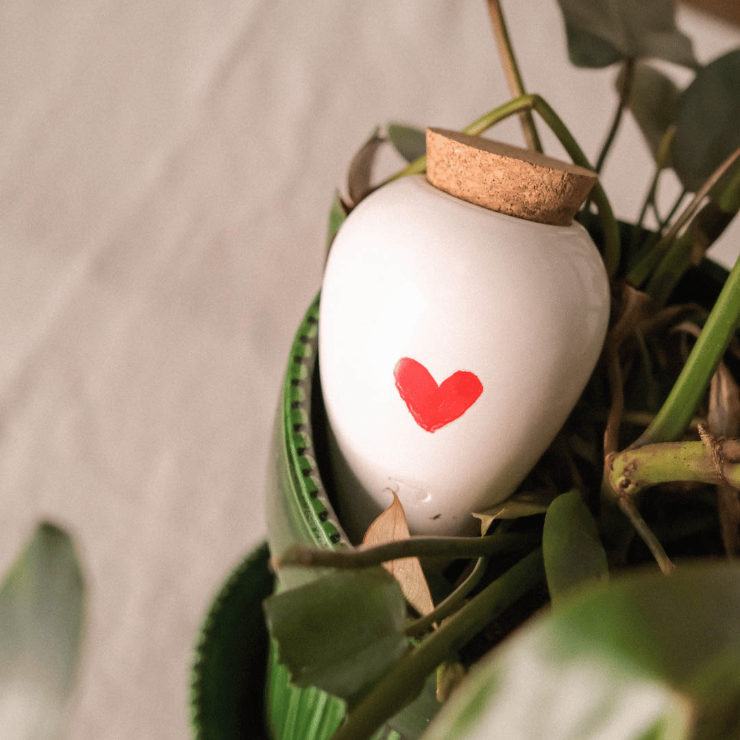 Pepin Olla for Watering Plants