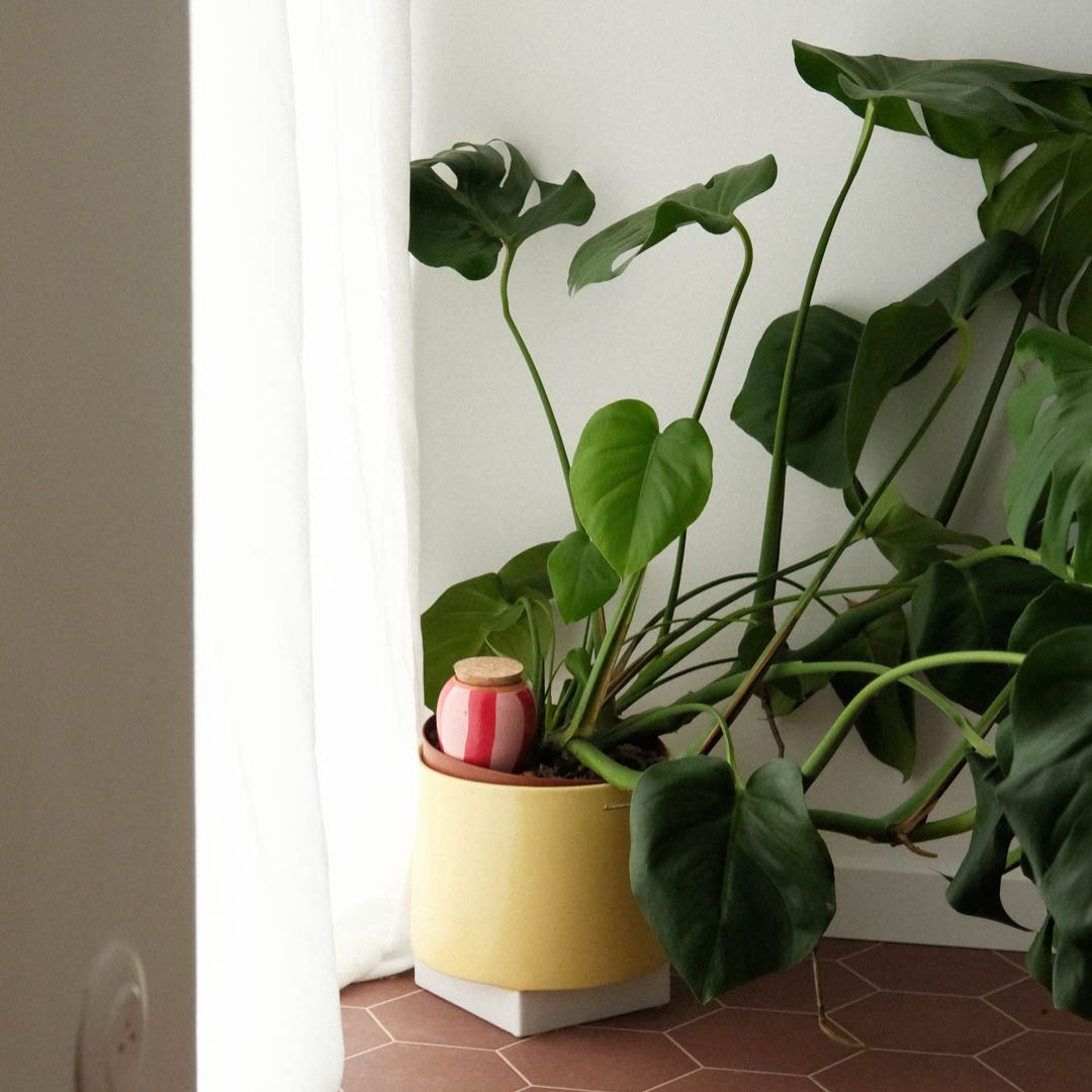Pepin Pink & Red Striped Olla in Plant Pot