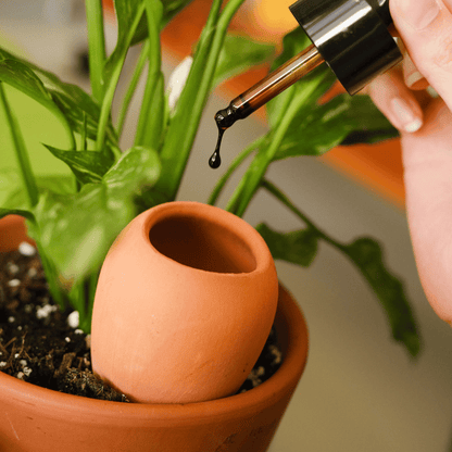 Plant Food in Pepin Olla Watering Spike