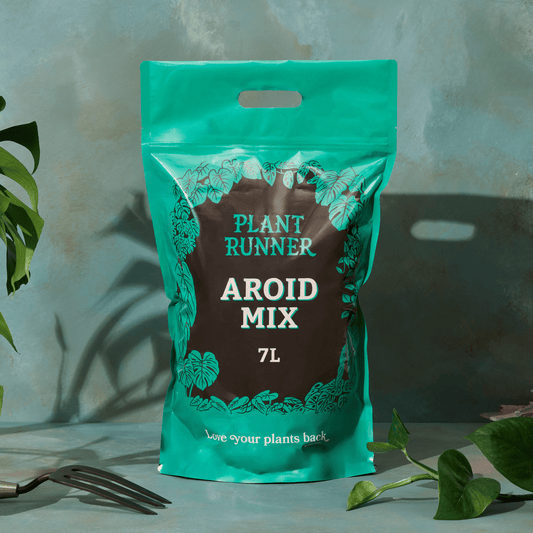 Plant Runner Aroid Mix - Love Your Plants Back