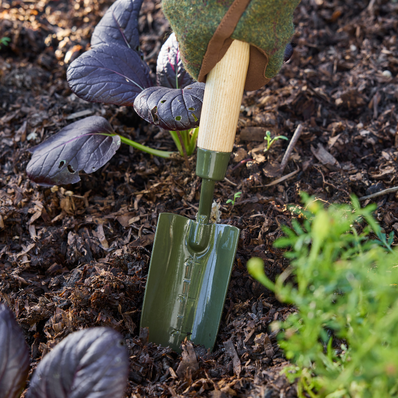 Planting with RHS Borongreen Transplanter