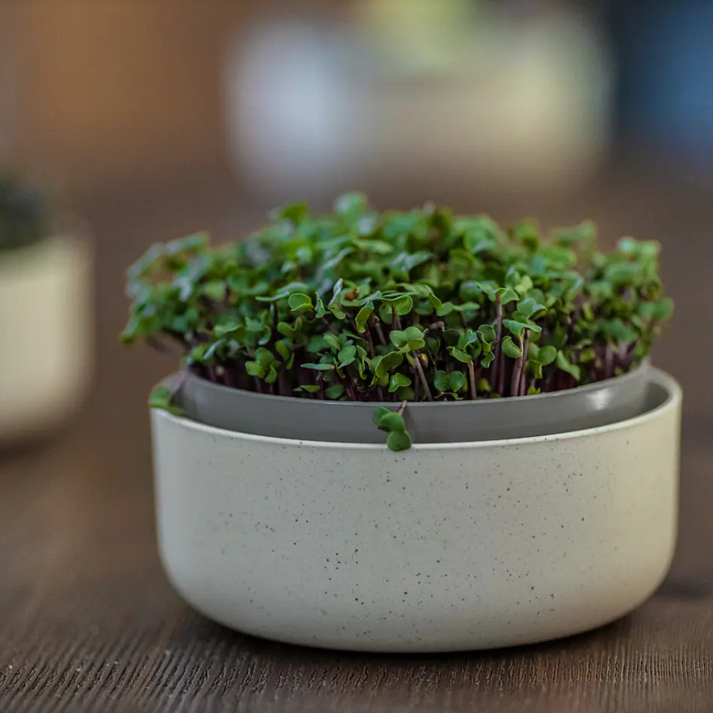 Plastia Microgreens Sprouting Tray Close