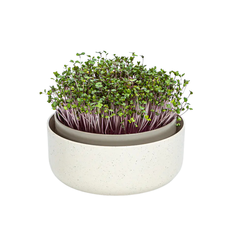 Plastia Microgreens Sprouting Tray Coffee