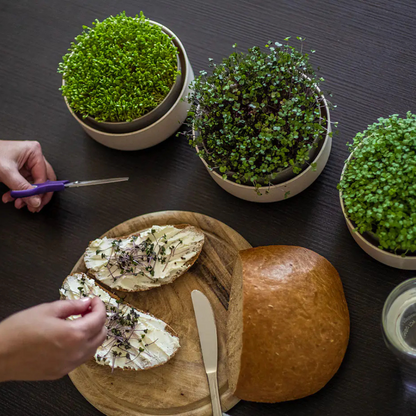 Plastia Microgreens Sprouting Tray Herbs