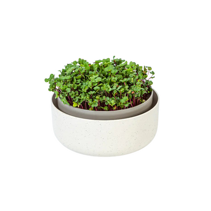 Plastia Microgreens Sprouting Tray