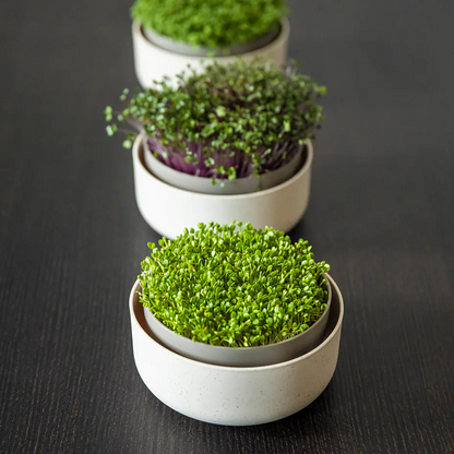 Plastia Microgreens Sprouting Tray Trio