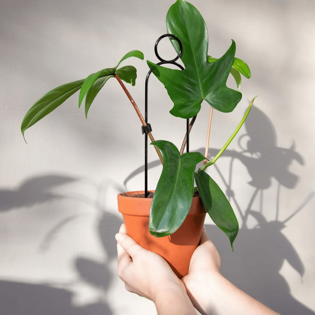 Pompom Mini Plant Stake in Terracotta Pot