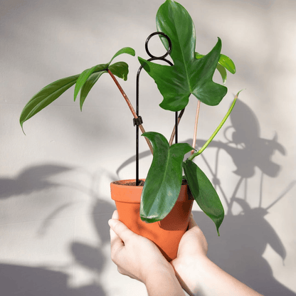 Pompom Mini Plant Stake in Terracotta Pot