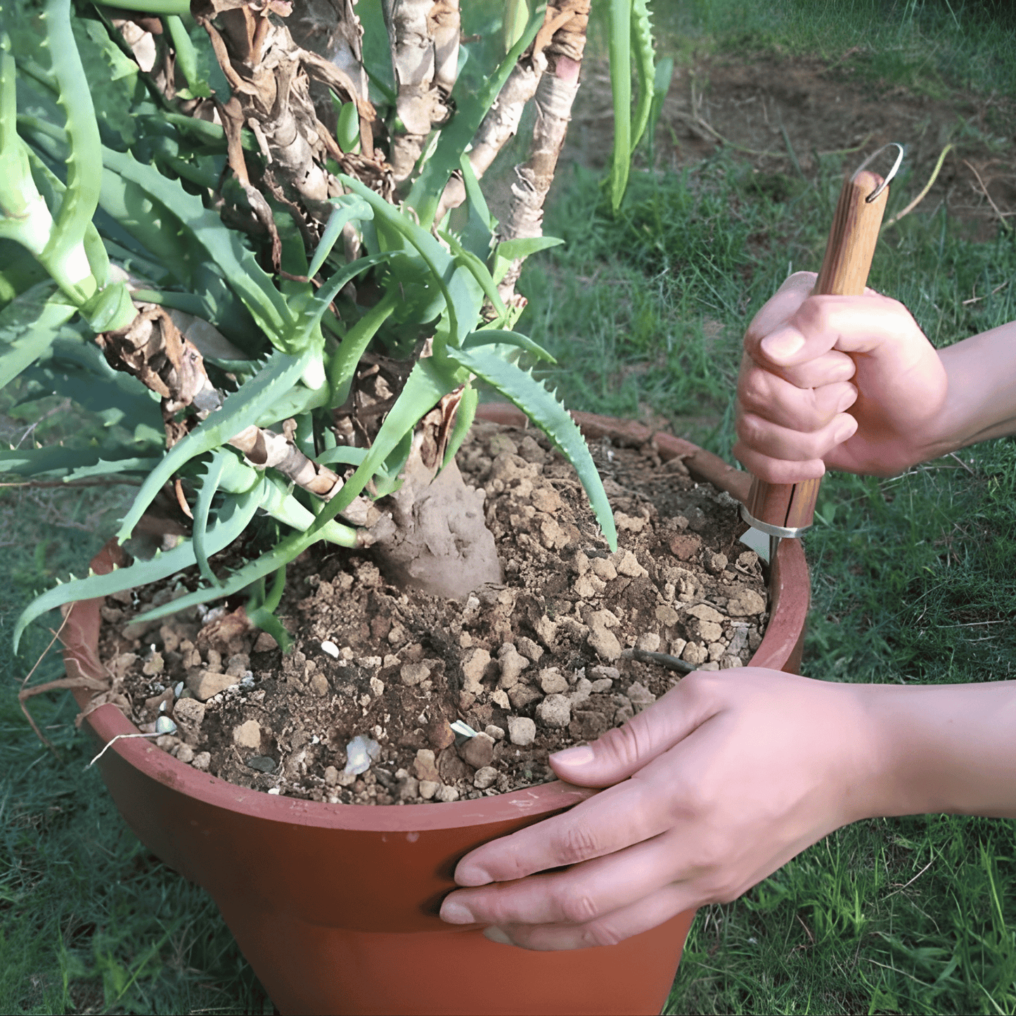 Repotting Plant with Nisaku 1201 Japanese Repotting Master