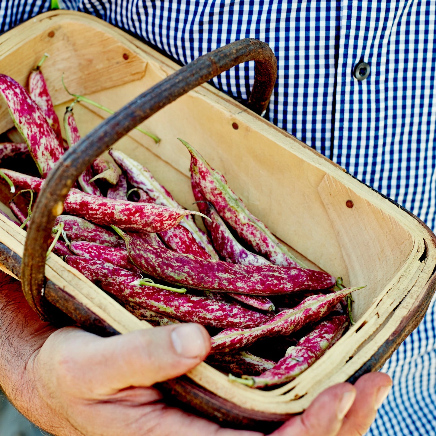 'Scarlett Runner' Beans in Trug