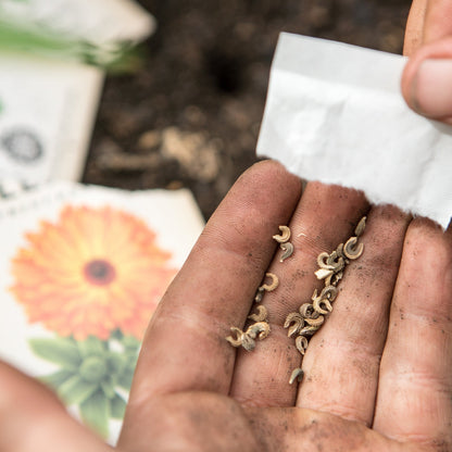 Calendula Seeds