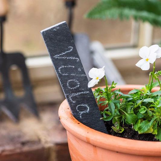 Slate Plant Label Marking Viola Plant