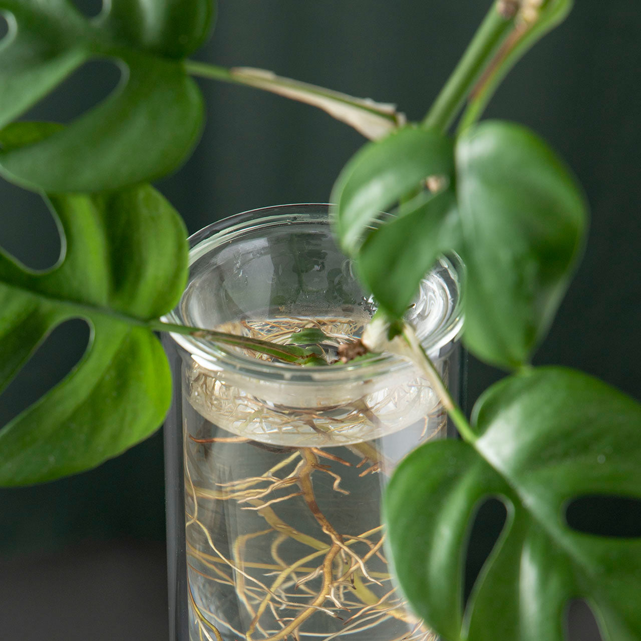 Studio Millgram Clear Propagation Vase Plate