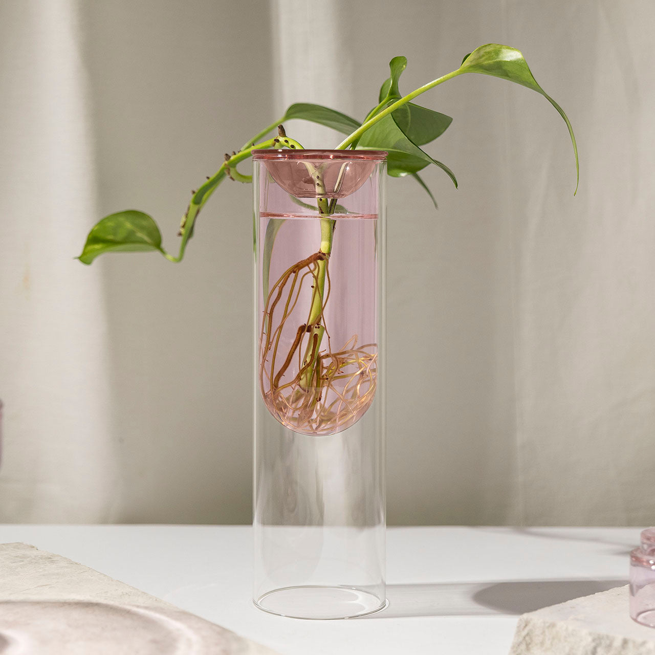 Rose Cutting Propagation Vase