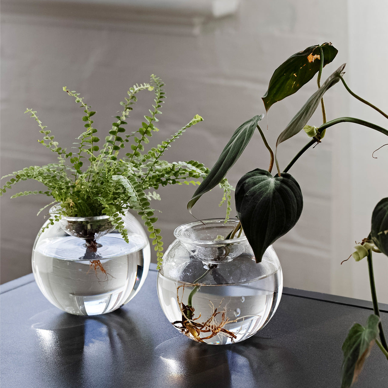 Two glass vases with plants in water on a dark surface.