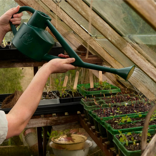Watering Seedlings with Haws Sutton Splash Watering Can