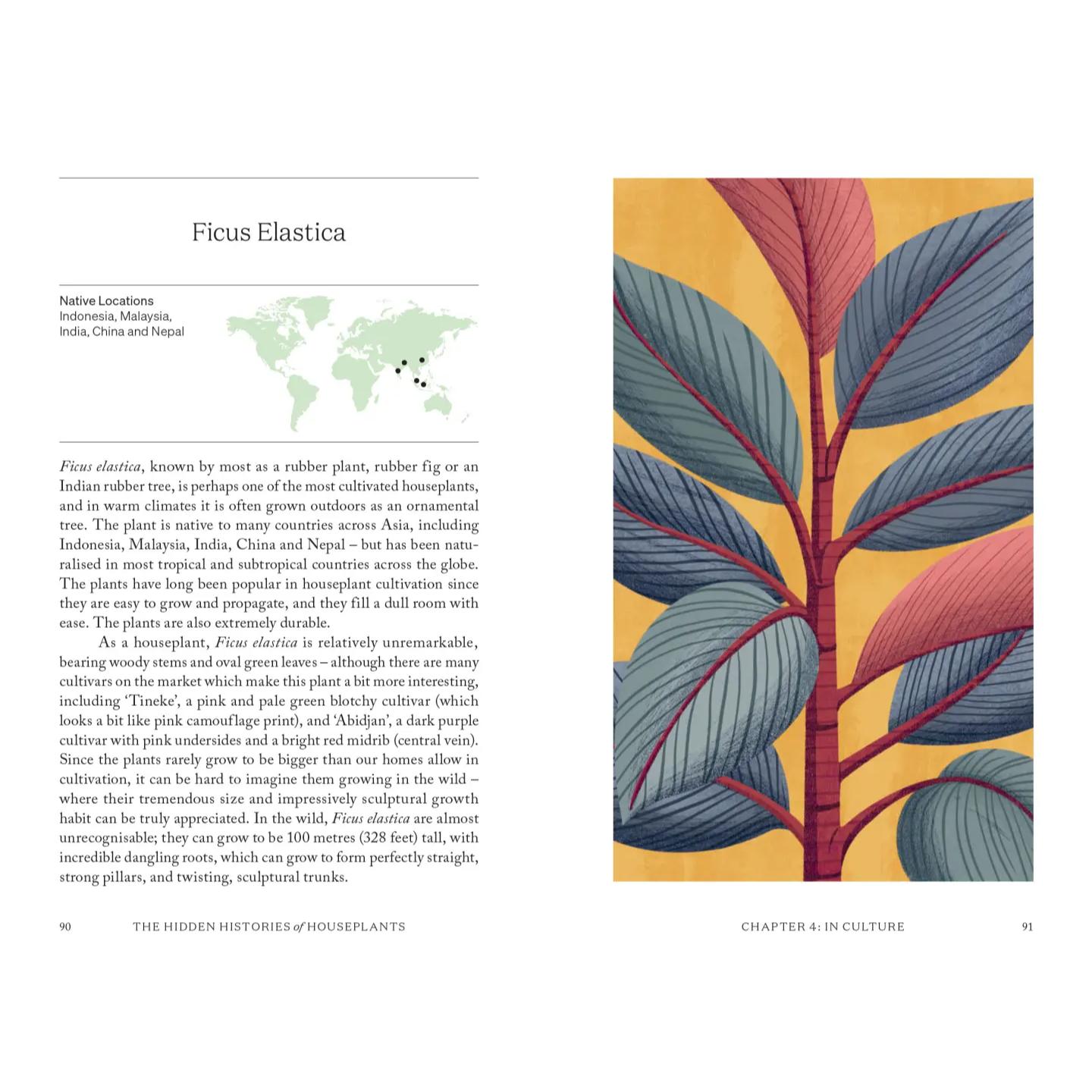 The Hidden Histories of Houseplants - Ficus Elastica