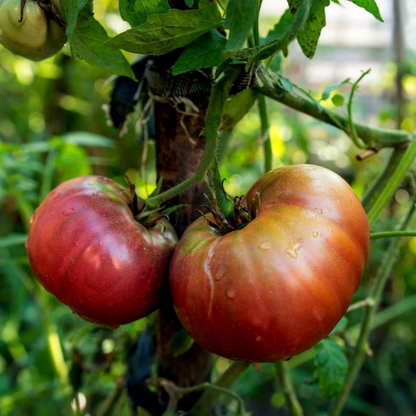 Black Russian Tomato Seeds