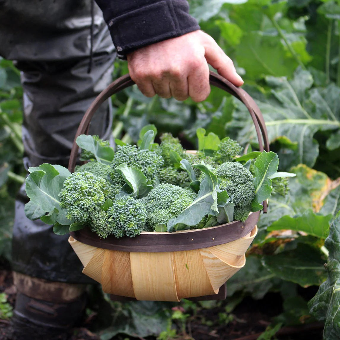 Traditional Wooden Garden Trug with Broccoli