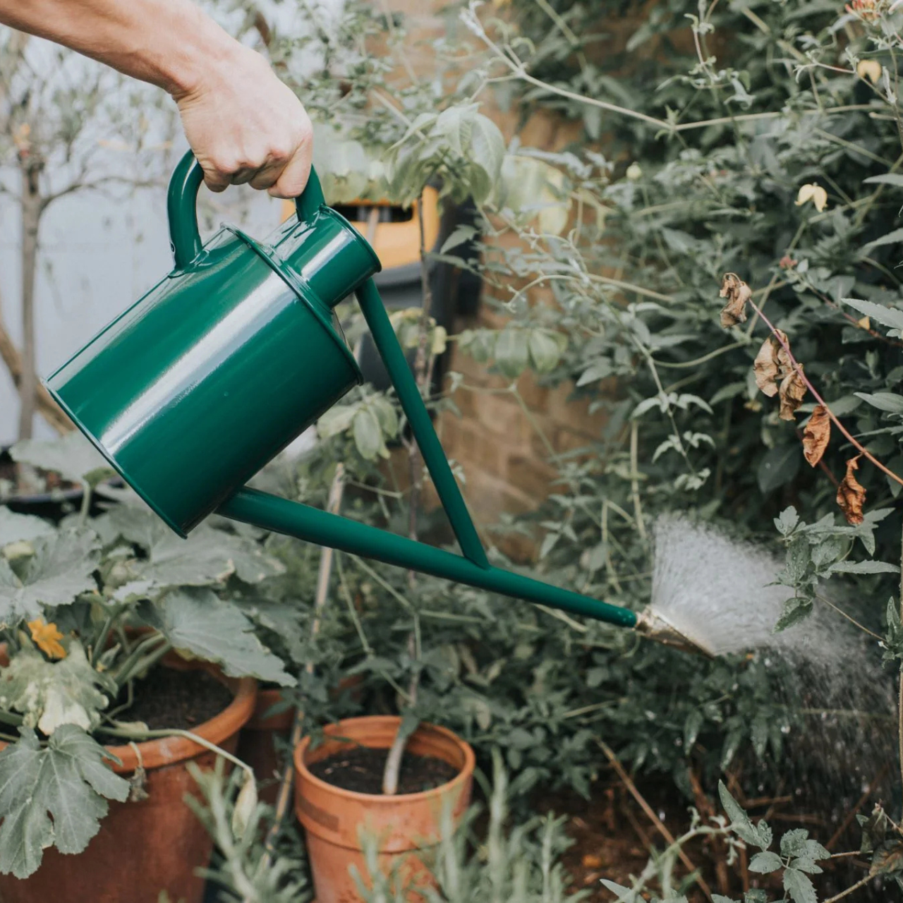 Watering Plants with Haws Warley Fall Watering Can
