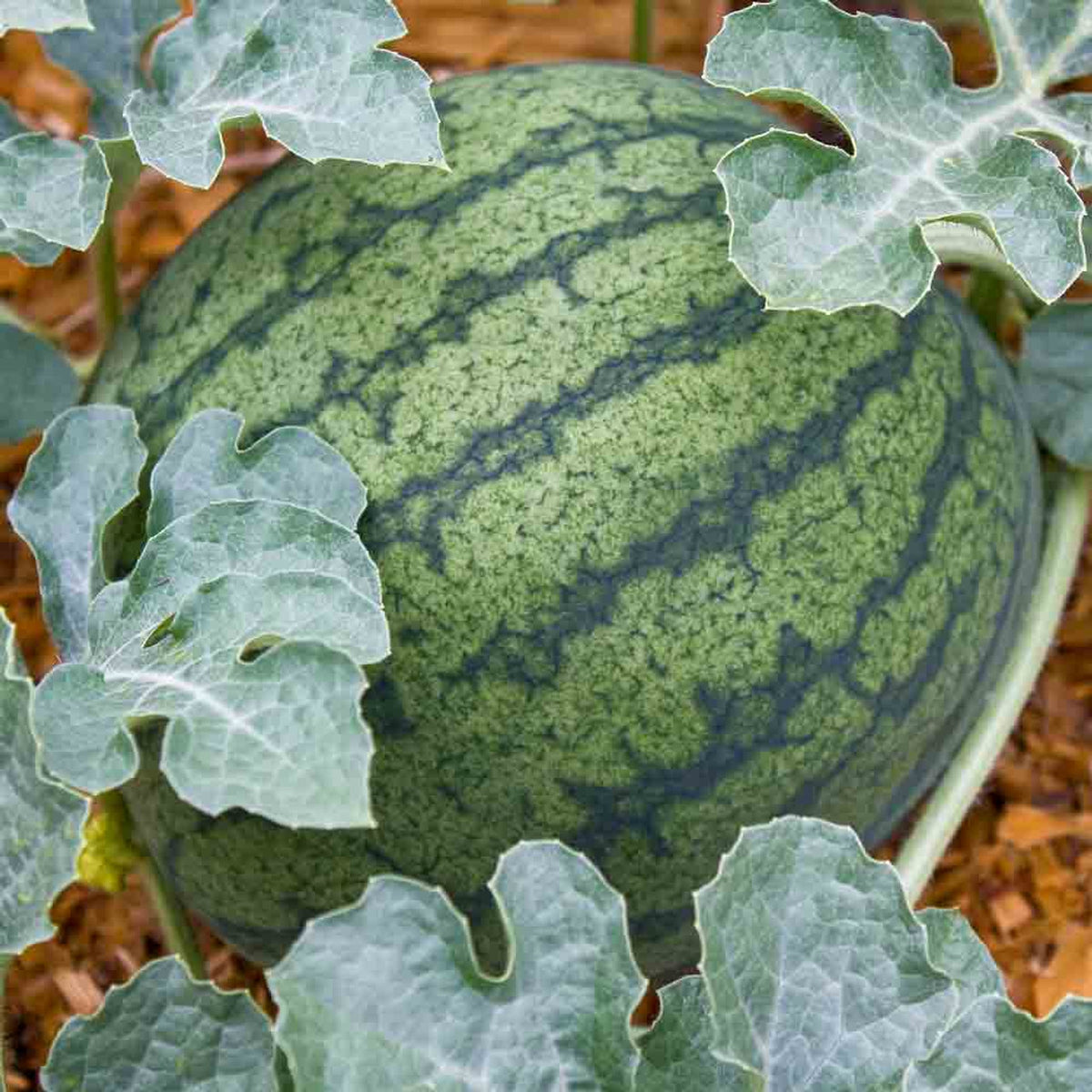 Watermelon Heirloom Seeds