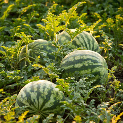 Watermelon Seeds