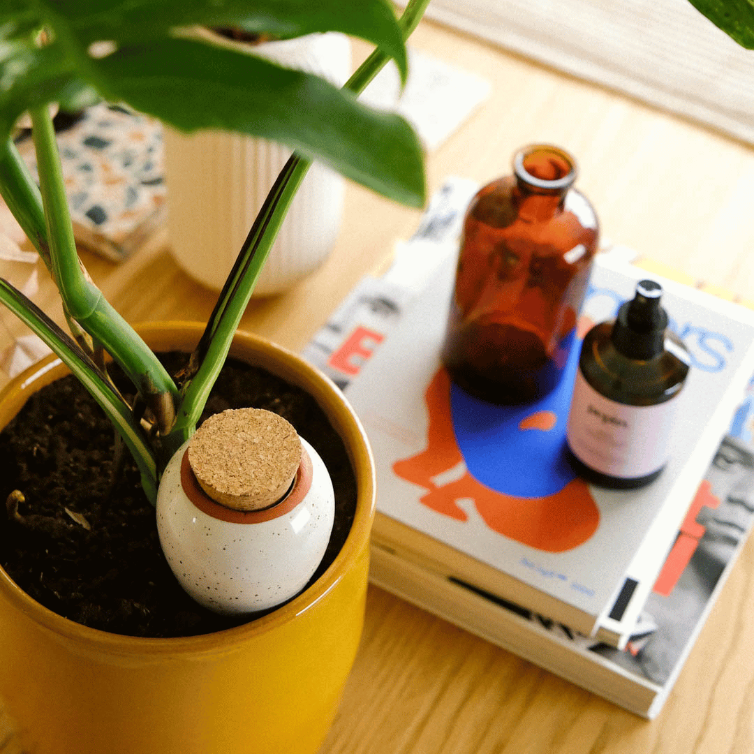 White Speckled Olla in Plant Pot